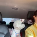 두부네 애견카페 이미지