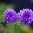 아침이슬 이미지