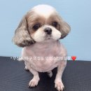 멍멍스타 이미지