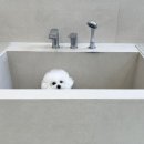 그루밍 까꿍 이미지