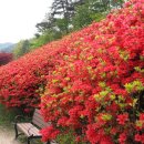 섬진강변 철쭉길 이미지