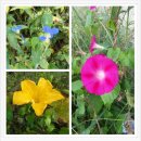 푸르매농장 이미지