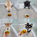 댕글벙글 이미지