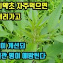 가막살이-들에 흔한 풀이지만 복용 시 혈압이 내려가고 피가 맑아지며 혈관이 튼튼해지고, 생명을 단축하는 동맥경화와 심근경색, 뇌졸중을 이미지