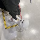 로얄플라잉 이미지