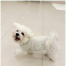 일산애견호텔 강아지 유치원 미용 맘바이 일산점 이미지