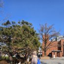 마로니에 이미지