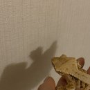 크레 게코 도마뱀 먹이 - 밀웜 귀뚜라미 슈퍼푸드 비교
