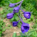 산대월리 이미지