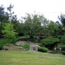 로뎀나무 이미지