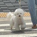 살롱드비건(SALON DE VEGAN) | 왕포비와 선유도 애견카페 살롱드비건 나들이