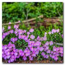 분홍낮달맞이꽃(Pink Evening Primrose 이미지
