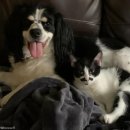 강아지세상 고양이세상 이미지