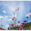 푸른하늘 이미지