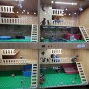 캣챱