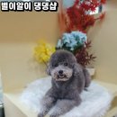 별이알이 댕댕샵 이미지