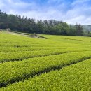 부흥농장 | 전남 가볼 만한 곳. 강진 볼거리. 강진 월출산 아래 아름다운 다원. 설록다원 강진