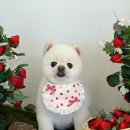 알로하펫