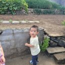 칠복농장 네이버블로그