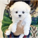 강아지분양 애견입양 아이러브독 수원점 말티푸미니비숑포메 | 수원 영통동 강아지분양 후 처음 떠난 반려견 캠핑 매너 정리