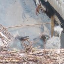 정원김치 이미지