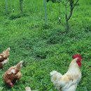 봄빛농장 이미지