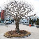 가야시장(아라길) 이미지