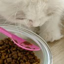 마이뷰티독 킨텍스점 | 아기 고양이감기 녹십자 네블라이저 내돈내산 그리고 면역력 88스틱 이뮨 후기