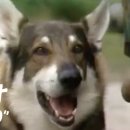 The Littlest Hobo - Born To Run | Episode 6 이미지