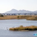 낙동강 하류 철새 도래지[ Sanctuary of Migratory Birds at Nakdonggang River Estuary , 이미지