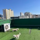 멍머니 2호점 이미지