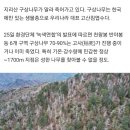 지리산 구상나무, 기후위기에 집단 고사 이미지