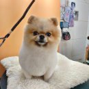 콩이 애견샵 이미지