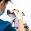 베이지동물병원 이미지