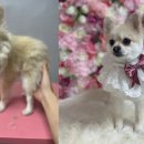 댕묭실 네이버블로그
