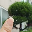 천일차유리