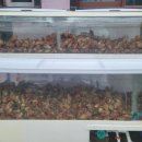 회와 멍게 친구들 이미지