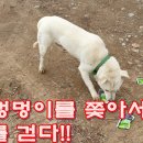 3발로 걷는 개를 쫓아서 2Km를 걷다! Follow the dog on three legs and walk 2 kilometers! 이미지