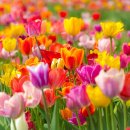 튤립 이미지