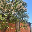 반포대로13길 48 (20) | 대구 라일락 명소 추천, 벚꽃이 진 후 향기로운 데이트! 대구 4월 가볼만한 곳 추천