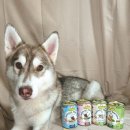 아마존펫 | 코지테일즈 그라나타 펫 아마존 1위 독일 프리미엄 습식 사료 후기