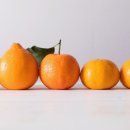 택배농장 이미지