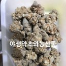 금창산전 | 삼칠근 전칠삼 효능 및 복용방법