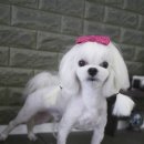 도그이살롱 이미지