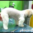 단비펫살롱 이미지