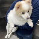 클로버 애견미용 | 전남 목포 애견미용/ 남악 애견미용, 클로버 Clover 전체미용/부분미용 후기