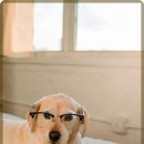 안산동물병원 이미지