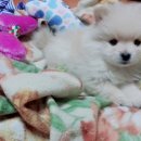 뽀시래기 이미지