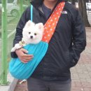 럽독 | 폼피츠/강정/부천시청역/애견카페/럽독/Luvdog