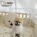 개성있냥